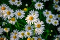 Background small daisies. Beautiful white flowers. Summer wildflowers