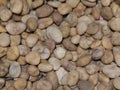 Background of small pebbles round sea stones texture rocks material