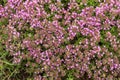 Background from small pink flowers. Fine floral texture