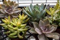 Background of small potted succulents in many shapes