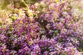 Background of small purple autumn flowers. Beautiful landscape of flower garden Royalty Free Stock Photo