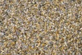 Background of small sea cockleshells Royalty Free Stock Photo