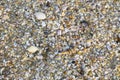 Background of small sea cockleshells Royalty Free Stock Photo