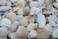Background of small sea shells,closeup Royalty Free Stock Photo