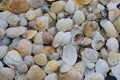 Background of small sea shells,solid Royalty Free Stock Photo