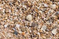 background small shells, shell fragments. Sea Shore many different crushed shells forming a beautiful background pattern