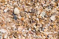 background small shells, shell fragments. Sea Shore many different crushed shells forming a beautiful background pattern