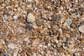 background small shells, shell fragments. Sea Shore many different crushed shells forming a beautiful background pattern Royalty Free Stock Photo