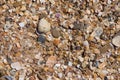 background small shells, shell fragments. Sea Shore many different crushed shells forming a beautiful background pattern