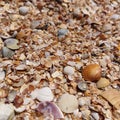 Background from small varied seashells. Royalty Free Stock Photo