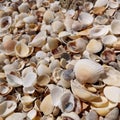 Background from small varied seashells. Royalty Free Stock Photo