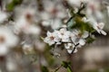 Flowers of apple tree