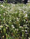 Background with small white flowers with a yellow center Royalty Free Stock Photo