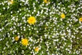 Background of small white flowers and yellow mother-stepmother flowers on a background of young green grass. Flora