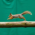 The background is a smooth solid green making the squirrel the central Royalty Free Stock Photo