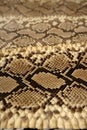 Background snake skin pattern brown