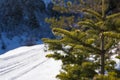 Background with snow-covered fir tree branches at Ziria mountain on a winter day, South Peloponnese, Greece