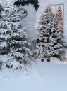 Background of snow-covered fir trees. Studio decor.