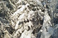 Background - snow-covered forest