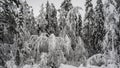 Background of snow covered forest. Tall trees: pines, firs in woods stand under deep thick layer of snow in winter. Monochrome