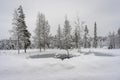 Background of snow covered forest. Tall trees: pines, firs in woods stand under deep thick layer of snow in winter. Monochrome bla Royalty Free Stock Photo