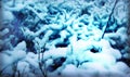 Background of a snow pattern on the branches of trees Royalty Free Stock Photo