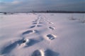 background snow white landscape winter snowdrifts path perspective snow footprints surface snowy smooth steps human traces Royalty Free Stock Photo