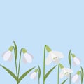 Background of snowdrops. The first spring flowers. Delicate snowdrop flowers for your design.Vector illustration. Royalty Free Stock Photo