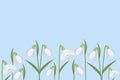 Background of snowdrops. The first spring flowers. Delicate snowdrop flowers for your design.Vector illustration. Royalty Free Stock Photo