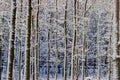 Background of a snowy city park against a building Royalty Free Stock Photo