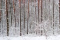 Background of a snowy forest, view from the edge Royalty Free Stock Photo