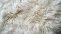 A background of soft, fluffy white wool or cotton with a natural sheep fur seamless pattern Royalty Free Stock Photo