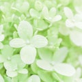 Background of soft white petals of Hydrangea Limelight or Hydrangea