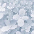 Background of soft white petals of Hydrangea Limelight or Hydrangea