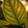 The background is softly blurred, contrasting with the sharp focus on the leaf Royalty Free Stock Photo