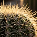 Background is softly blurred emphasizing the cactus spines in Royalty Free Stock Photo