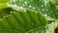 Background is softly blurred emphasizing the central leaf and its Royalty Free Stock Photo