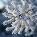 Background is softly blurred emphasizing the contrast between the frosty Royalty Free Stock Photo