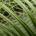 The background is softly blurred, emphasizing the detailed textures of the leaf Royalty Free Stock Photo