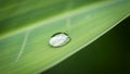 The background is softly blurred emphasizing the droplet and leaf Royalty Free Stock Photo