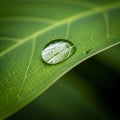 The background is softly blurred emphasizing the droplet s reflective Royalty Free Stock Photo
