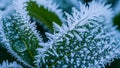 Background is softly blurred emphasizing the focus on the frost Royalty Free Stock Photo