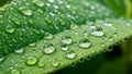 The background is softly blurred emphasizing the focus on the leaf and droplets Royalty Free Stock Photo