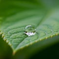 Background is softly blurred, emphasizing the foreground focus on the droplet Royalty Free Stock Photo