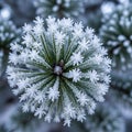 Background is softly blurred, emphasizing the frosted cluster in the Royalty Free Stock Photo