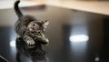 Background is softly blurred emphasizing the kitten as the central Royalty Free Stock Photo