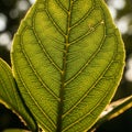 Background is softly blurred emphasizing the leaf s structure Royalty Free Stock Photo