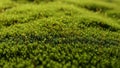 With the background softly blurred emphasizing the moss s lush Royalty Free Stock Photo