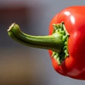 Background is softly blurred, emphasizing the pepper\'s vibrant Royalty Free Stock Photo