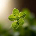 The background is softly blurred, emphasizing the sharp focus on the plant Royalty Free Stock Photo
